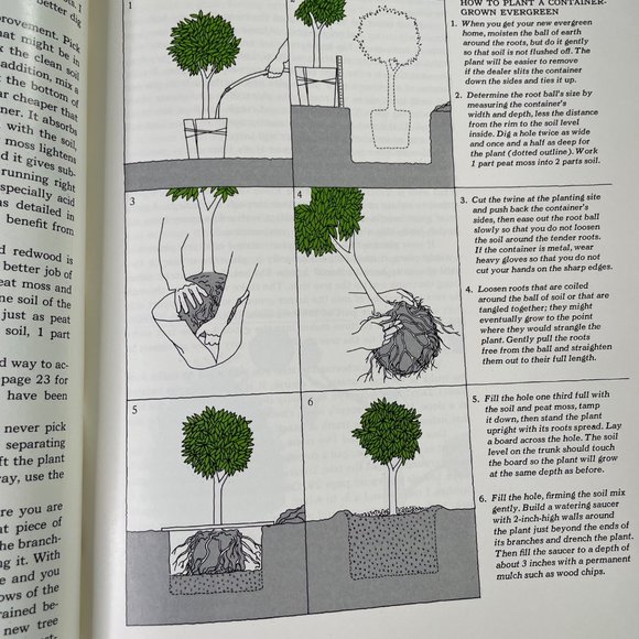 How to Growing Evergreen Plants and Trees Time Life Encyclopedia of Gardening u - Picture 6 of 10